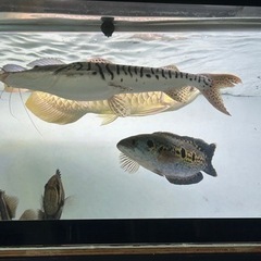 熱帯魚　タイガーシャベルノーズ　