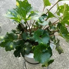 ツワブキ？　木などの下草によく植えてある植物　斑入り