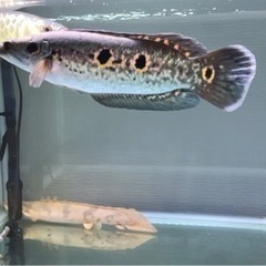 フラワートーマン　オセレイトスネークヘッド　大型熱帯魚　古代魚　...