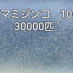 No.2　タマミジンコ　3万匹　ﾒﾀﾞｶ水槽にどうぞ