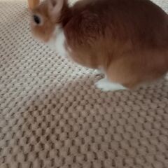 かわいいウサギ（ネザーランドドワーフ） − 長崎県