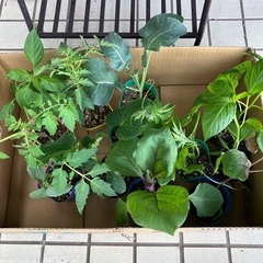 野菜の苗⭐︎農家さん🧑‍🌾ガーデニング