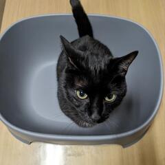 CAINZ 猫トイレ
※猫はついていません！