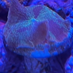 ジョーブレイカー　レア　ディスクコーラル　サンゴ