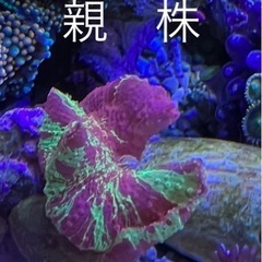 ジョーブレイカー　レア　ディスクコーラル　サンゴ