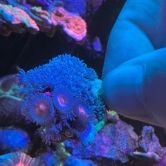 ウミアザミ&マメスナ　サンゴ 