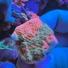 グラフテッドモンティポラ　ウスコモン　サンゴ 