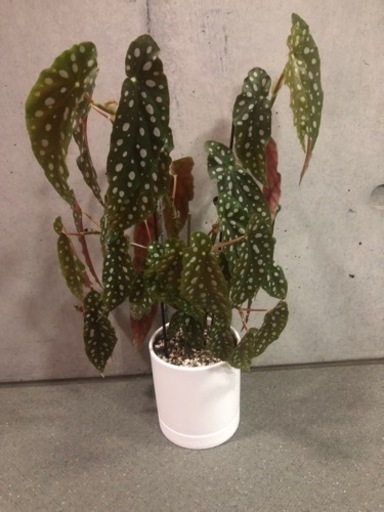 ベゴニア　マクラータ　観葉植物