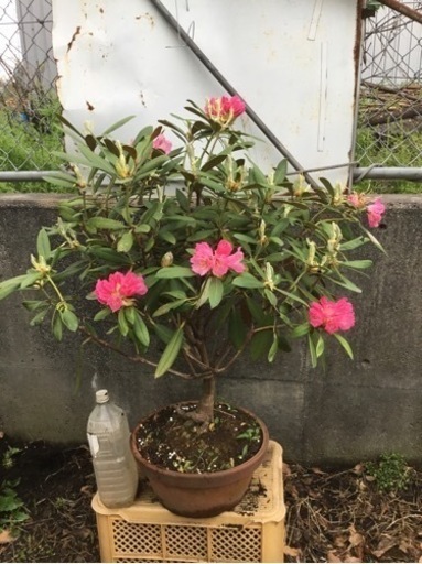 和シャク　１００センチ