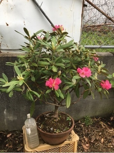 希少　尺八　琴古流　高級　55センチ　和楽器　伝統　文化　シャクハチ 希少 尺八 琴古流 高級 55センチ 和楽器 伝統 文化 シャクハチ 希少 尺八