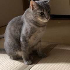 長い間猫が迷子です。情報提供お待ちしております。 − 静岡県