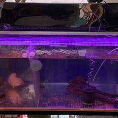 フルカスタム六ヶ所出しガラス水槽 1000×600×600 中古