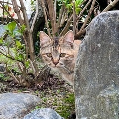 里親様決まりました！とてもめずらしい柄の可愛い子です