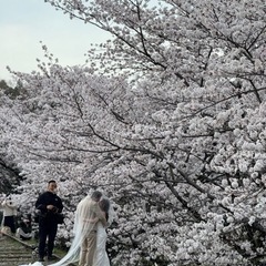 京都の夜景か夜桜見に行きませんか？