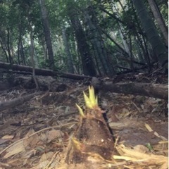 丹波篠山産　朝掘り竹の子　ヌカ付き