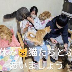 ゴールデンＷ猫たちと過ごしたいね😺 − 愛知県
