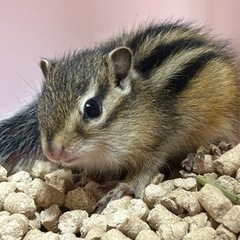 《沖縄》シマリス入荷しました🐿