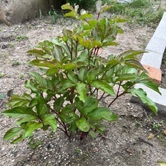 シャクヤク 植物