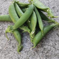 今朝収穫のスナップエンドウ豆、玉ねぎ