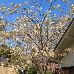 【花見】桜の木　必要な分だけ差し上げます