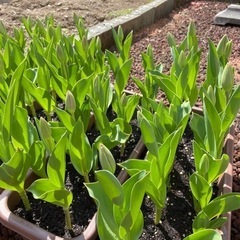 最終値下げ↓↓【植物】チューリップ♡♡