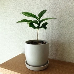 観葉植物　コーヒーの木(11)　16cm　白いおしゃれな2号の鉢...