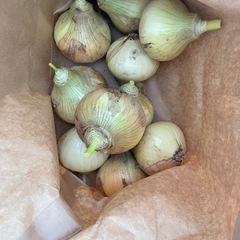 新玉ねぎ　野菜