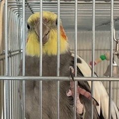 オカメインコ(手乗り崩れ) 里親募集