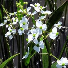 水草  ナガバオモダカ 1株