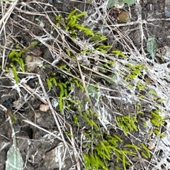 アサツキ　🌱チビ苗　球根　家庭菜園