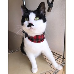 28日(日)譲渡会！お子様対猫OK穏やかな性格ククレくん😽💓