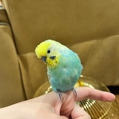 セキセイインコのペア里親募集します(男の子はおしゃべり大好き！) - 品川区