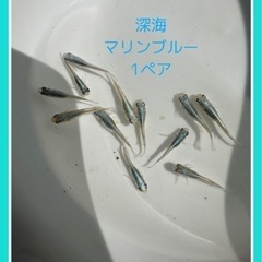 🐟深海マリンブルーメダカ　1ペア