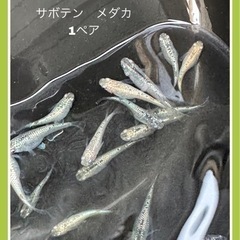 🐟サボテンメダカ　1ペア