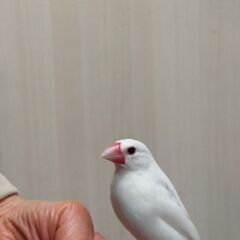 豊中市大黒町でいなくなった白文鳥を探しています