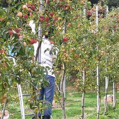 【急募】りんごの苗植えの作業1日位
