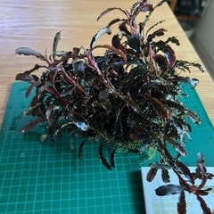 水草: ブセファランドラ sp クダガン 群生株（水中葉） 気孔石付き 2024-①