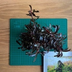 水草: ブセファランドラ sp クダガン 群生株（水中葉） 気孔石付き 2024-①