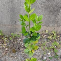    千両 若しくは万両 何れかになります…