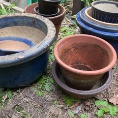 陶器　植木鉢　さしあげます。