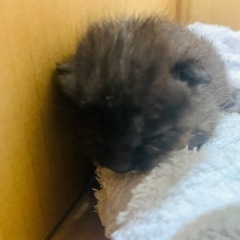 【至急明日まで】生後2週間程の仔猫ちゃん。　