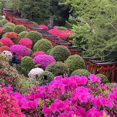 根津神社つつじ🌺鑑賞😊🍀