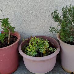 20%お値引きします。観葉植物　ハーブ各種320円