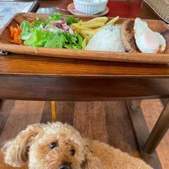 犬友募集🐶ドッグカフェに行きたいなぁ💕