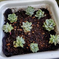 【多肉植物：春フェア】エケベリア／グラプトベリア属をお得に➀