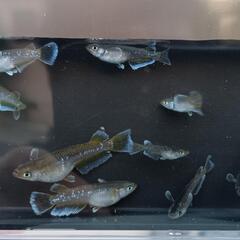 【フロマージュ（メダカ）20匹セット