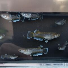 【フロマージュ（メダカ）20匹セット