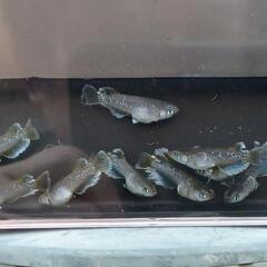 【フロマージュ（メダカ）20匹セット