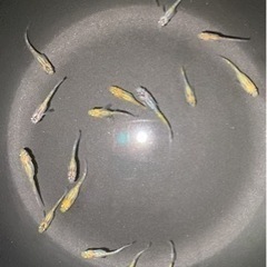 夜桜🌸メダカ若魚18匹　　
めだか初心者の方飼育始めるのにいかが...