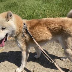 野良犬を保護してましたが… − 香川県